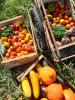 Légumes du maraichage de la Ferme Bio de They