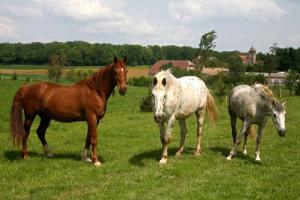 Chevaux au pâturage