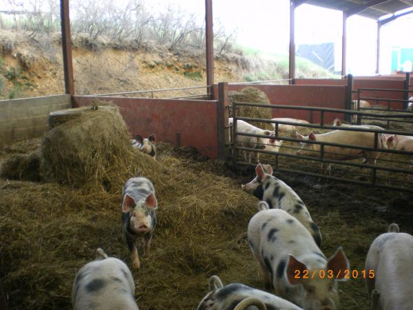 les porcs de la ferme bio de They mangent du foin